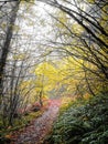 Autumn in the Oakridge hills, west Cascades