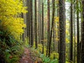 Autumn in the Oakridge hills, west Cascades Royalty Free Stock Photo