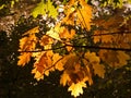 Autumn oaks leaves