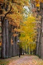 Autumn October colorful park. Foliage trees alley Royalty Free Stock Photo