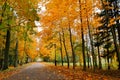 Autumn October colorful park. Foliage trees alley Royalty Free Stock Photo