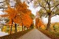 Autumn October colorful park. Foliage trees alley Royalty Free Stock Photo