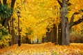 Autumn October colorful park. Foliage trees alley