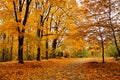 Autumn October colorful park. Foliage trees alley