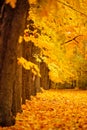 Autumn October colorful park. Foliage trees alley