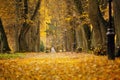 Autumn October colorful park. Foliage trees alley