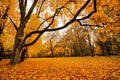 Autumn October colorful park. Foliage trees alley