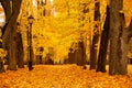 Autumn October colorful park. Foliage trees alley