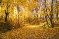 Autumn October colorful park. Foliage trees alley in park