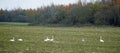 Autumn in October. The colors of nature. River floodplain and swan flock on the field