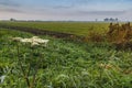 Autumn, October Early morning in province Frisland, Netherlands Royalty Free Stock Photo