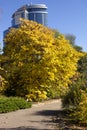 Autumn October landscape. colorful desiduous trees - sunny autumn view. Academic Fomin University Botanical Garden to take a walk