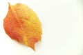 Autumn in orange: angle view close up of a wisteria leaf in shades of red and orange on a white background