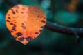 Autumn orange dried leaf on a branch Royalty Free Stock Photo