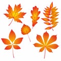 Autumn orange foliage of chestnut, maple, oak, rowan, aspen and wild grapes on a white background