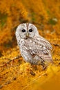 Autumn orange forest. Tawny owl in the orange forest, autumn larch tree. Brown owl sitting on tree stump in the dark forest habita