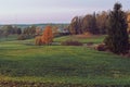 Autumn orange forest trees in a park with green grass and yellow leaves, evening. Beautiful foliage with mist, with grain Royalty Free Stock Photo