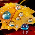 Autumn orange leaf adorned with delicate water droplets.