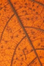 Autumn orange leaf with anatomy and structure , macro view
