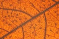 Autumn orange leaf with anatomy and structure , macro view