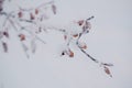 Autumn orange leaf on frozen tree branch in winter Park Royalty Free Stock Photo