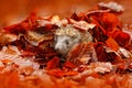 Autumn orange leaves with hedgehog. European Hedgehog, Erinaceus europaeus, on a green moss at the forest, photo with wide angle. Royalty Free Stock Photo