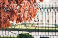 Autumn orange leaves on the tree with iron fence background Royalty Free Stock Photo