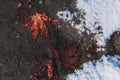 autumn orange maple leaf on asphalt frozen in ice in the first snow in winter Royalty Free Stock Photo