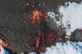 autumn orange maple leaf on asphalt frozen in ice in the first snow in winter Royalty Free Stock Photo