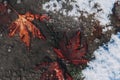 autumn orange maple leaf on asphalt frozen in ice in the first snow in winter Royalty Free Stock Photo
