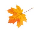 Autumn orange Maple leaf isolated on white background Royalty Free Stock Photo