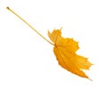 Autumn orange maple leaf isolated on white background Royalty Free Stock Photo