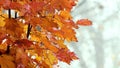 Autumn orange maple leaves on a tree on a light background Royalty Free Stock Photo