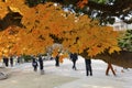 Autumn orange Maple Tree