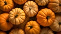 Autumn orange pumpkin. Different color varieties types yellow green dark colour. Fall yield Thanksgiving farm concept