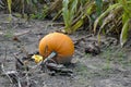 Orange pumpkin on vine Royalty Free Stock Photo