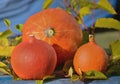 Autumn orange pumpkins. Royalty Free Stock Photo