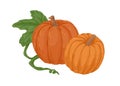 Autumn orange pumpkins with stems and green leaf. Fall round-shaped squashes. Fresh farm vegetables. Realistic gourd