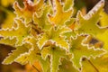 Autumn orange, red and green leaf of little maple tree in hoarfrost. Brownish autumn blurred background. White frost on thin edges Royalty Free Stock Photo