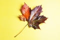 Autumn orange and red natural maple leaf isolated on yellow background. Copy space.