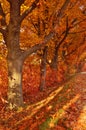 Autumn orange trees park alley Royalty Free Stock Photo