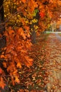 Autumn red orange trees park alley Royalty Free Stock Photo