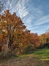 Autumn orange trees in the countryside nature background