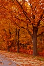 Autumn orange trees park alley Royalty Free Stock Photo