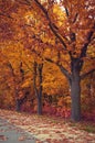 Autumn orange trees park alley Royalty Free Stock Photo