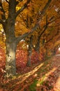 Autumn orange trees park alley Royalty Free Stock Photo