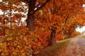 Autumn orange trees park alley Royalty Free Stock Photo