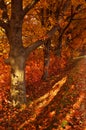 Autumn orange trees park alley Royalty Free Stock Photo