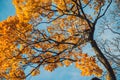 Autumn orange vivid mapple tree leaves with the blue sky background Royalty Free Stock Photo