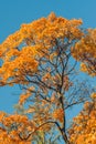 Autumn orange vivid mapple tree leaves with the blue sky background Royalty Free Stock Photo